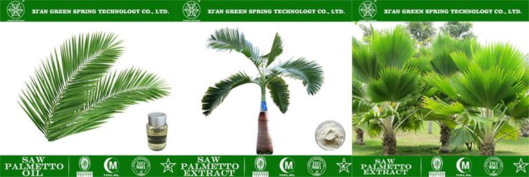 saw-palmetto saw-palmetto
