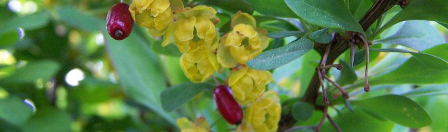 Berberine Hydrochloride