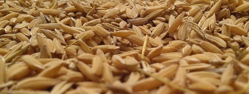 refined rice bran wax