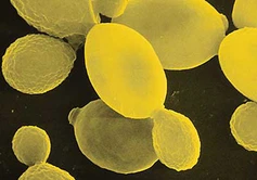 Yeast Yeast